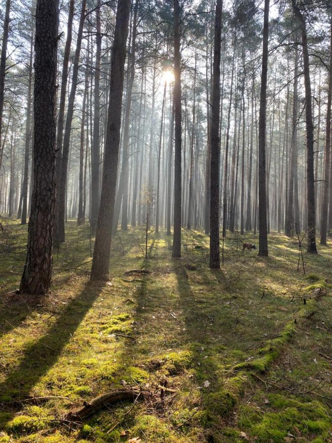 Ferienhaus Im Wald Borkwalde ภายนอก รูปภาพ